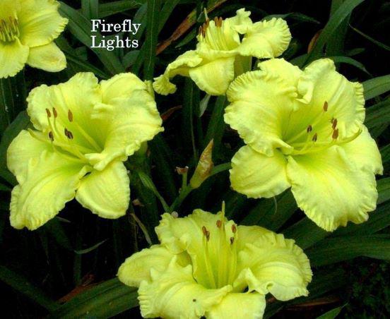 fireflya rs